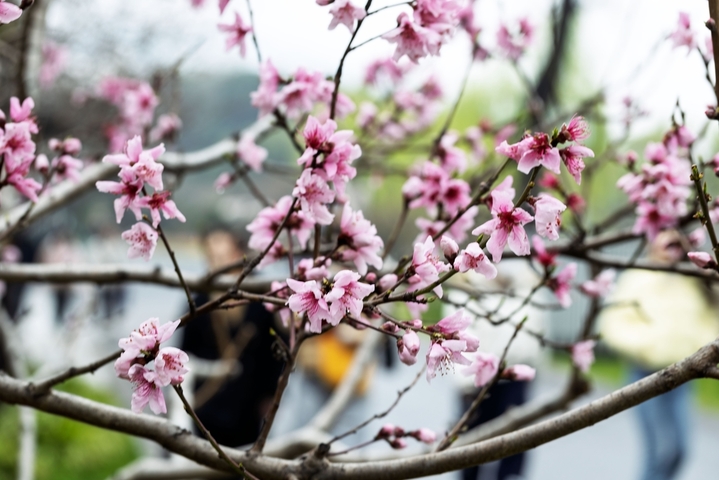 2026年3月18日，南京市，游客在玄武湖公园赏景游玩。初春时节，江苏省南京市玄武湖公园花艳柳绿，景色宜人，吸引市民游客前往观赏游玩。