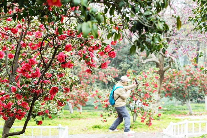 2026年3月18日，南京市，游客在玄武湖公园赏景游玩。初春时节，江苏省南京市玄武湖公园花艳柳绿，景色宜人，吸引市民游客前往观赏游玩。IC photo