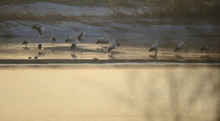 2026年3月19日，黑龙江省哈尔滨市，候鸟迁徙季，约30只国家一级保护动物东方白鹳现身松花江畔。澄澈晨光里，它们或在浅滩低头啄食鱼虾，或迎着朝阳振翅翱翔，洁白羽翼与冰雪相映，为料峭早春增添灵动生机，尽显冰城生态之美。
