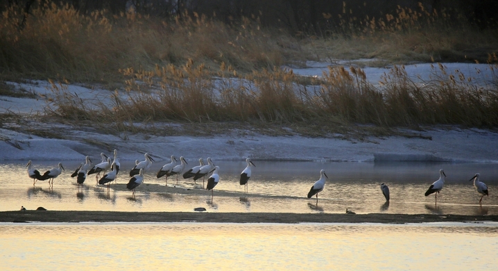 2026年3月19日，黑龙江省哈尔滨市，候鸟迁徙季，约30只国家一级保护动物东方白鹳现身松花江畔。澄澈晨光里，它们或在浅滩低头啄食鱼虾，或迎着朝阳振翅翱翔，洁白羽翼与冰雪相映，为料峭早春增添灵动生机，尽显冰城生态之美。
