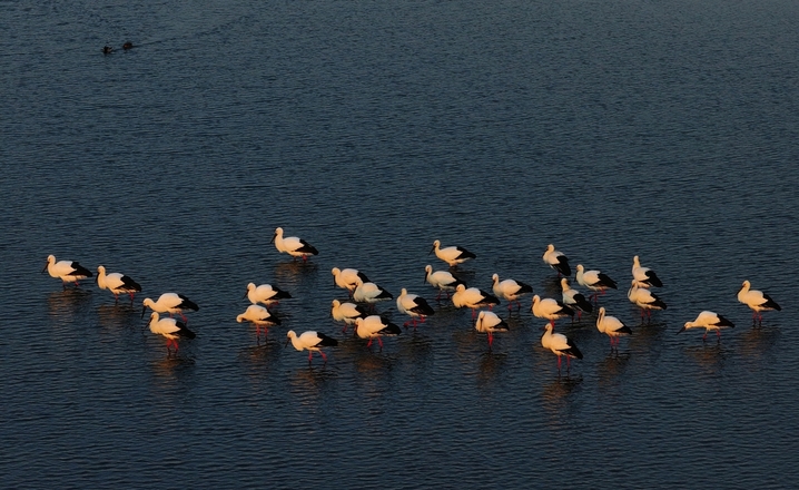 2026年3月19日，黑龙江省哈尔滨市，候鸟迁徙季，约30只国家一级保护动物东方白鹳现身松花江畔。澄澈晨光里，它们或在浅滩低头啄食鱼虾，或迎着朝阳振翅翱翔，洁白羽翼与冰雪相映，为料峭早春增添灵动生机，尽显冰城生态之美。
