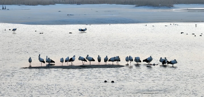 2026年3月19日，黑龙江省哈尔滨市，候鸟迁徙季，约30只国家一级保护动物东方白鹳现身松花江畔。澄澈晨光里，它们或在浅滩低头啄食鱼虾，或迎着朝阳振翅翱翔，洁白羽翼与冰雪相映，为料峭早春增添灵动生机，尽显冰城生态之美。来源：IC photo

