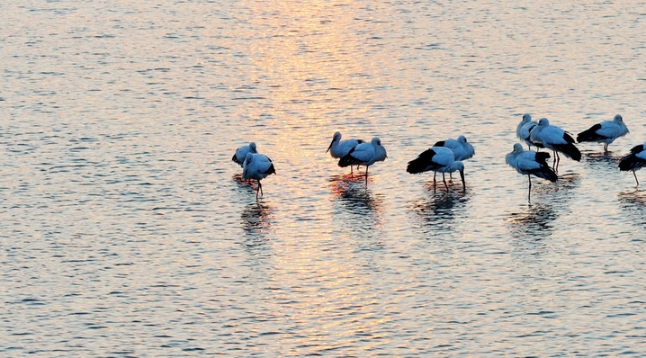 2026年3月19日，黑龙江省哈尔滨市，候鸟迁徙季，约30只国家一级保护动物东方白鹳现身松花江畔。澄澈晨光里，它们或在浅滩低头啄食鱼虾，或迎着朝阳振翅翱翔，洁白羽翼与冰雪相映，为料峭早春增添灵动生机，尽显冰城生态之美。
