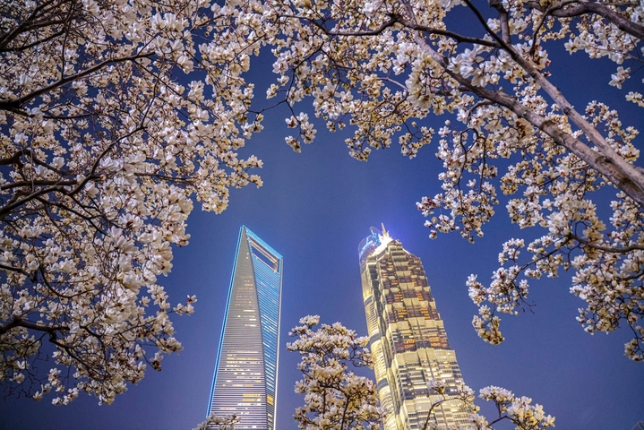 2026年3月13日，上海浦东新区陆家嘴中心绿地的玉兰盛开。
