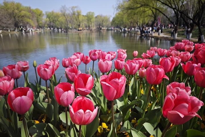  2026年3月14日，江苏南京，绿博园内种植的郁金香迎来盛放期，绚丽缤纷，明艳动人。 