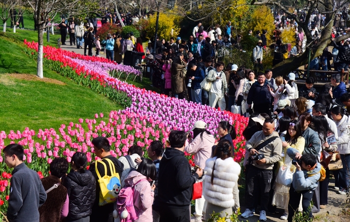 2026年3月14日，浙江杭州，春日晴好，杭州太子湾公园的郁金香进入盛花期，五彩斑斓的花海，吸引了大批市民与游客前来踏青赏花。园内木栈道、花径间人头攒动，大家或驻足拍照定格春光，或漫步花间沉醉芬芳，处处洋溢着热闹的春日气息。明媚的阳光、盛放的花海与涌动的人潮交织，绘就了一幅生机勃勃的杭城春日画卷，也让这里成为了杭州当下最热门的“打卡地”之一。
