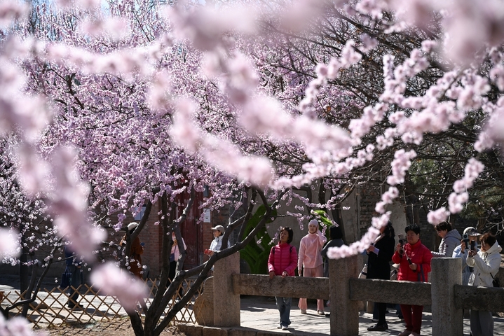 2026年3月18日，北京天气晴好，民众在盛放的山桃花下游览、拍照，乐享春日暖阳。