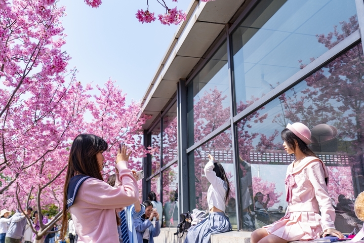 2026年3月14日，武汉地铁11号线光谷未来三路站A出口，出站即遇樱花海，随手一拍，就是一张“春日明信片”。5年前，该地铁站A出口外的口袋公园建设启动，建设单位专门打造樱花主题，陆续栽植早中晚樱近130株，花期接续盛开蔚为壮观。随着武汉樱花季的到来，这里每天正上演着春日限定的粉色惊喜。
