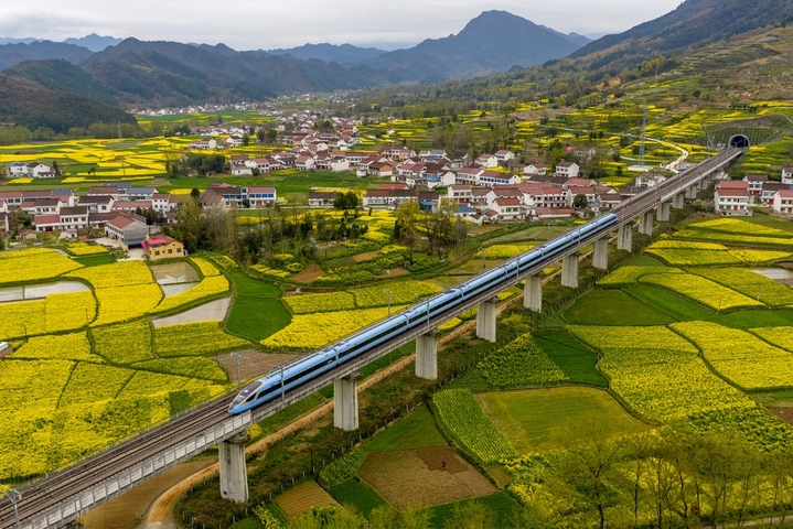 3月19日，高铁列车穿过陕西汉中油菜花海。据悉，为了让广大游客更好地领略汉中花海之美，中国铁路西安局集团有限公司根据客流变化，适时增开观花旅游列车，以满足游客踏青赏花的出行需求。
