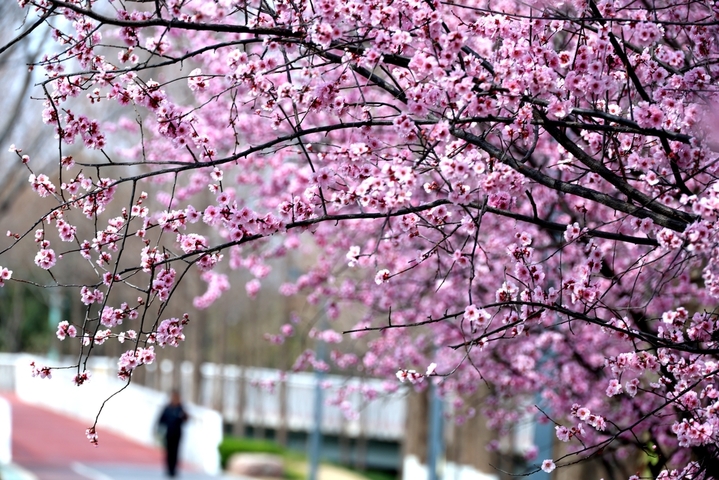 3月19日，在河南郑州航空港经济综合实验区双鹤湖中央公园，游人踏青赏景，尽享春光。