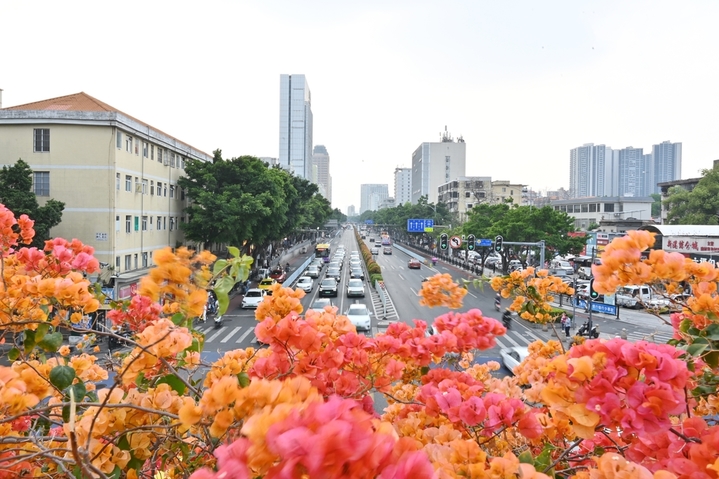 3月19日，广州市海珠区，簕杜鹃绽放春意浓。来源：IC photo
