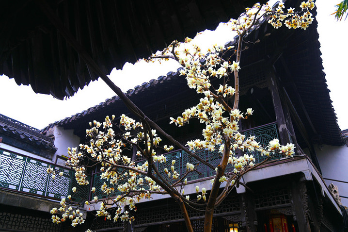 2026年3月17日，江苏扬州，早春的何园百年玉兰初绽莹白，暗香绕回廊，古园尚含清寂，却藏萌动生机，一步一景，尽是江南早春的温婉诗意。吸引游客纷纷前来，共赏中式园林美景。
