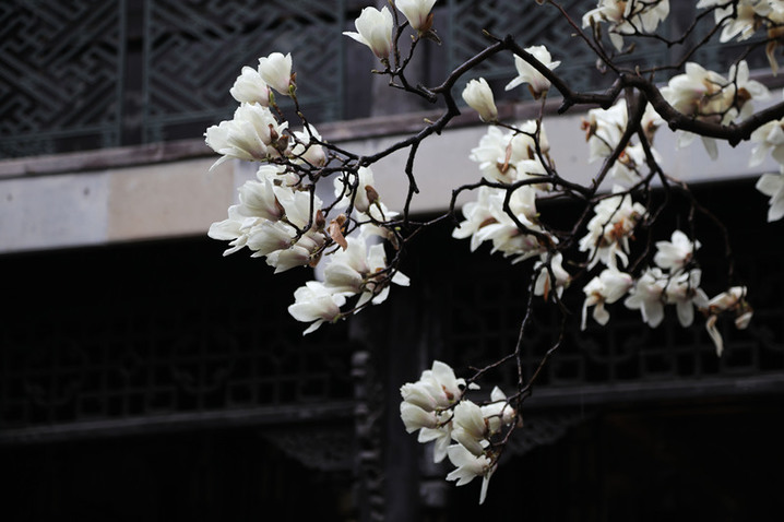 2026年3月17日，江苏扬州，早春的何园百年玉兰初绽莹白，暗香绕回廊，古园尚含清寂，却藏萌动生机，一步一景，尽是江南早春的温婉诗意。吸引游客纷纷前来，共赏中式园林美景。
