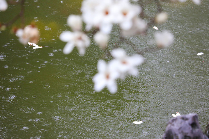 2026年3月17日，江苏扬州，早春的何园百年玉兰初绽莹白，暗香绕回廊，古园尚含清寂，却藏萌动生机，一步一景，尽是江南早春的温婉诗意。吸引游客纷纷前来，共赏中式园林美景。
