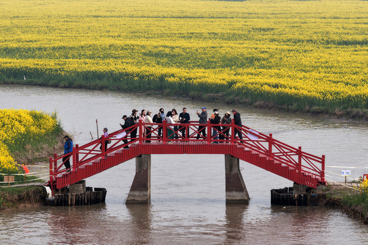 2026年3月20日，江苏高邮“湖上花海”景区千亩金黄花田与高邮湖碧波交相辉映，构成一幅春日胜景，吸引八方游客共赴这场春天的约会。（无人机照片）
