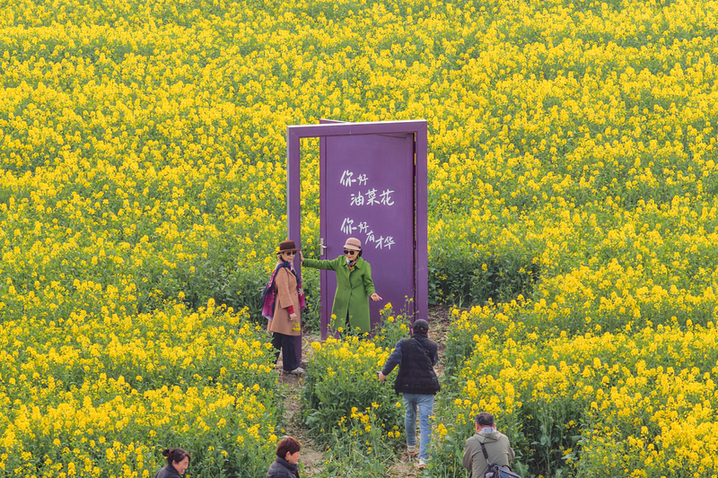2026年3月20日，江苏高邮“湖上花海”景区千亩金黄花田与高邮湖碧波交相辉映，构成一幅春日胜景，吸引八方游客共赴这场春天的约会。（无人机照片）