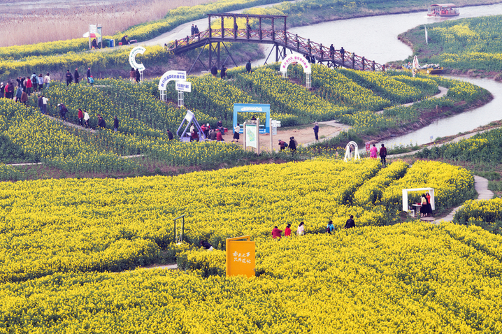 2026年3月20日，江苏高邮“湖上花海”景区千亩金黄花田与高邮湖碧波交相辉映，构成一幅春日胜景，吸引八方游客共赴这场春天的约会。（无人机照片）
