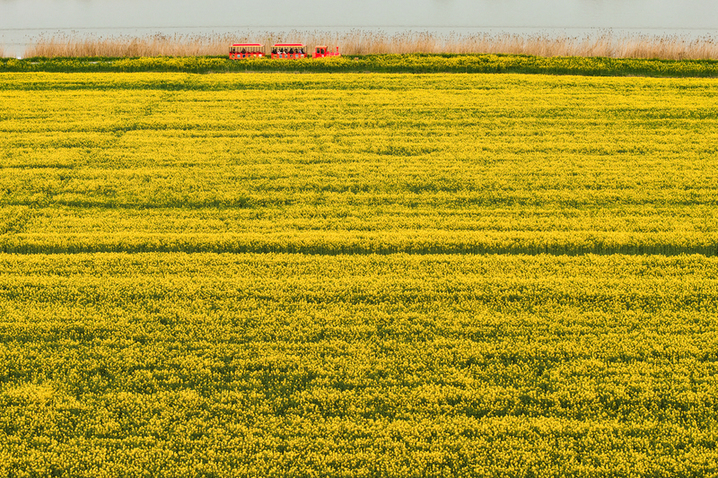 2026年3月20日，江苏高邮“湖上花海”景区千亩金黄花田与高邮湖碧波交相辉映，构成一幅春日胜景，吸引八方游客共赴这场春天的约会。（无人机照片）