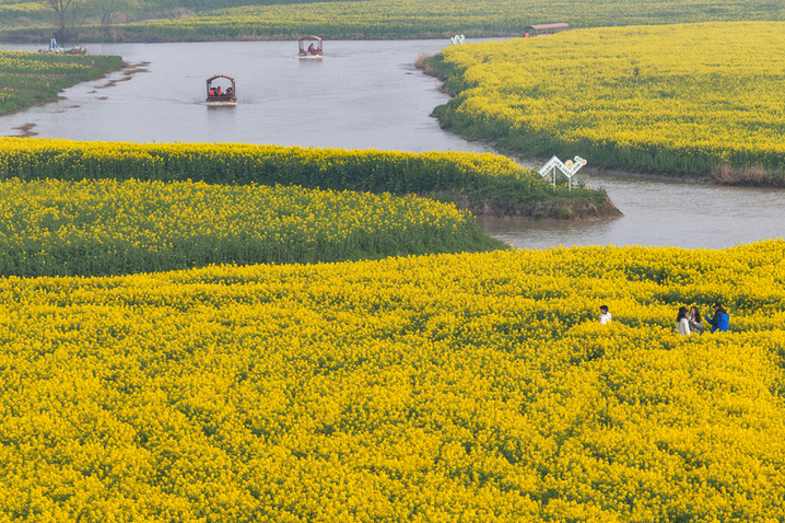 2026年3月20日，江苏高邮“湖上花海”景区千亩金黄花田与高邮湖碧波交相辉映，构成一幅春日胜景，吸引八方游客共赴这场春天的约会。（无人机照片）泱波(江苏分社)/中新社/视觉中国
