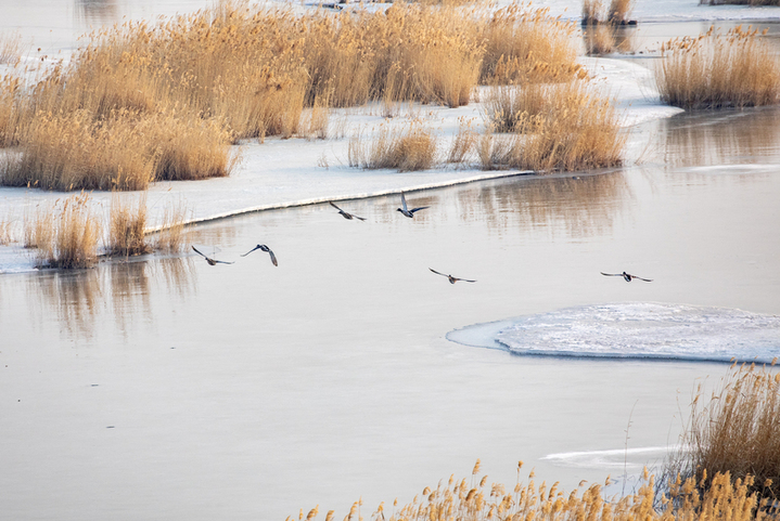 2026年3月20日，黑龙江大庆，春分时节冰雪消融，候鸟回归龙凤湿地，鸟群在开阔水域活动，一群绿头鸭从空中飞过。