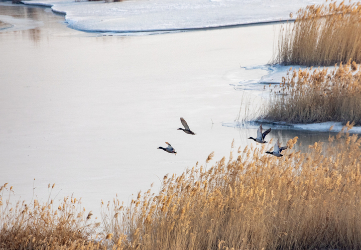 2026年3月20日，黑龙江大庆，春分时节冰雪消融，候鸟回归龙凤湿地，鸟群在开阔水域活动，一群绿头鸭从空中飞过。
