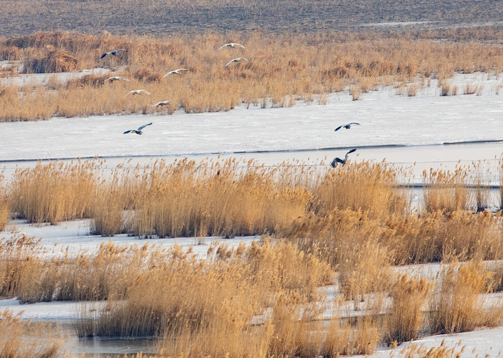 2026年3月20日，黑龙江大庆，春分时节冰雪消融，候鸟回归龙凤湿地，鸟群在开阔水域活动，一群绿头鸭从空中飞过。
