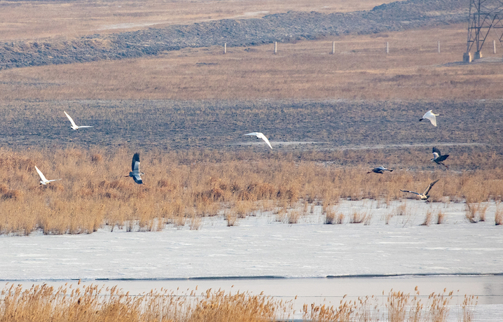 2026年3月20日，黑龙江大庆，春分时节冰雪消融，候鸟回归龙凤湿地，鸟群在开阔水域活动，一群绿头鸭从空中飞过。程海英/视觉中国