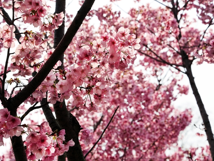 2026年3月22日，南京春光明媚，玄武湖阳光樱盛开，枝头挂满粉红的樱花，一片粉色花海。又是周末，吸引众多市民、游客前来打卡，与这美丽春色同框。