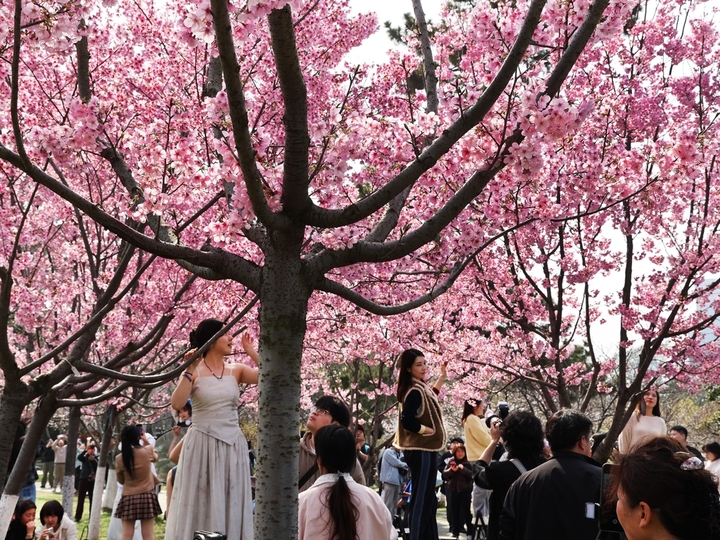 2026年3月22日，南京春光明媚，玄武湖阳光樱盛开，枝头挂满粉红的樱花，一片粉色花海。又是周末，吸引众多市民、游客前来打卡，与这美丽春色同框。
