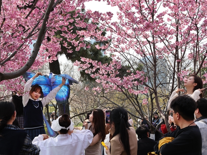 2026年3月22日，南京春光明媚，玄武湖阳光樱盛开，枝头挂满粉红的樱花，一片粉色花海。又是周末，吸引众多市民、游客前来打卡，与这美丽春色同框。