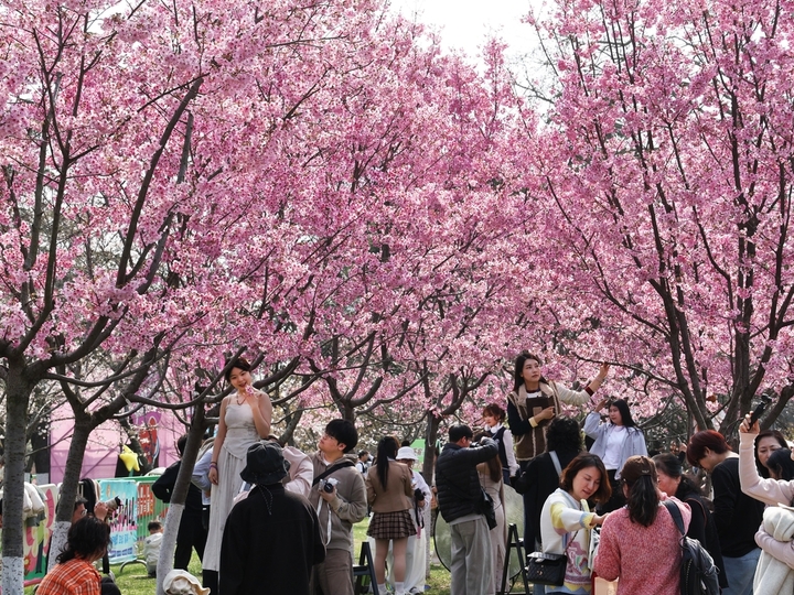 2026年3月22日，南京春光明媚，玄武湖阳光樱盛开，枝头挂满粉红的樱花，一片粉色花海。又是周末，吸引众多市民、游客前来打卡，与这美丽春色同框。