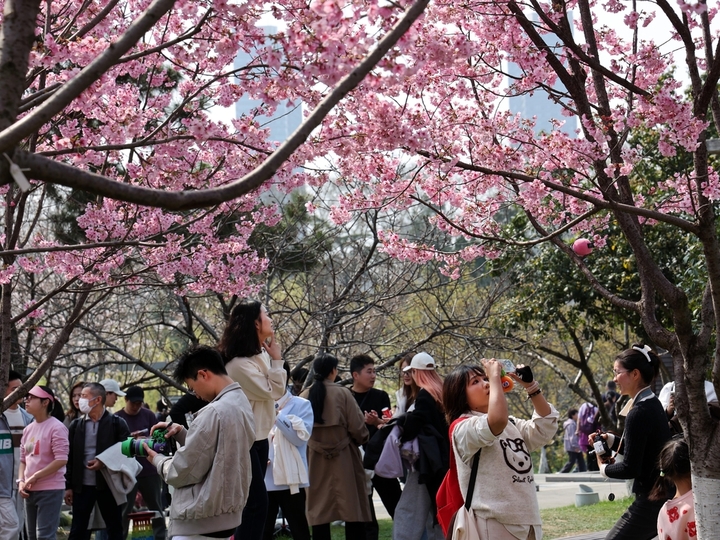 2026年3月22日，南京春光明媚，玄武湖阳光樱盛开，枝头挂满粉红的樱花，一片粉色花海。又是周末，吸引众多市民、游客前来打卡，与这美丽春色同框。来源：雨田/IC photo