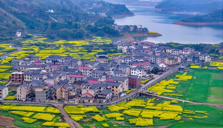 2026年3月22日，浙江省杭州市淳安县文昌镇富山村油菜花陆续开放，金黄色的油菜花、青黛色的山峰、碧绿的湖水交相辉映，勾勒出一幅生态秀美的乡村春日画卷。