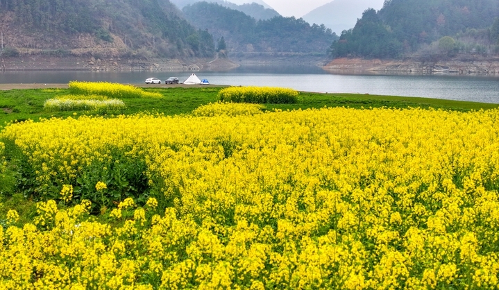 2026年3月22日，浙江省杭州市淳安县文昌镇富山村油菜花陆续开放，金黄色的油菜花、青黛色的山峰、碧绿的湖水交相辉映，勾勒出一幅生态秀美的乡村春日画卷。来源：杨波/IC photo