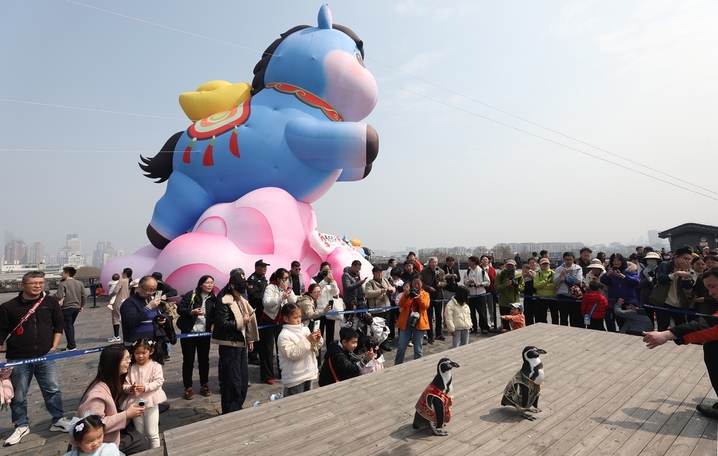 2026年3月22日，南京海底世界人工繁育的四只温带洪氏环企鹅跟着饲养员登上明城墙，在春意盎然的时节与市民和游客见面。据了解，温带洪氏环企鹅适宜生活的温度在15℃至25℃之间，这四只企鹅会在每年春天和秋天温度适宜的时候随着饲养员外出“兜风”。