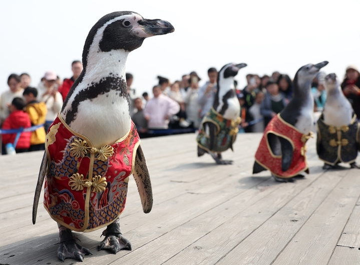 2026年3月22日，南京海底世界人工繁育的四只温带洪氏环企鹅跟着饲养员登上明城墙，在春意盎然的时节与市民和游客见面。据了解，温带洪氏环企鹅适宜生活的温度在15℃至25℃之间，这四只企鹅会在每年春天和秋天温度适宜的时候随着饲养员外出“兜风”。