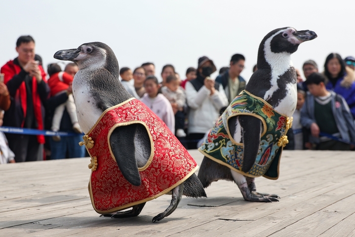 2026年3月22日，南京海底世界人工繁育的四只温带洪氏环企鹅跟着饲养员登上明城墙，在春意盎然的时节与市民和游客见面。据了解，温带洪氏环企鹅适宜生活的温度在15℃至25℃之间，这四只企鹅会在每年春天和秋天温度适宜的时候随着饲养员外出“兜风”。