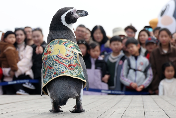 2026年3月22日，南京海底世界人工繁育的四只温带洪氏环企鹅跟着饲养员登上明城墙，在春意盎然的时节与市民和游客见面。据了解，温带洪氏环企鹅适宜生活的温度在15℃至25℃之间，这四只企鹅会在每年春天和秋天温度适宜的时候随着饲养员外出“兜风”。来源：IC photo