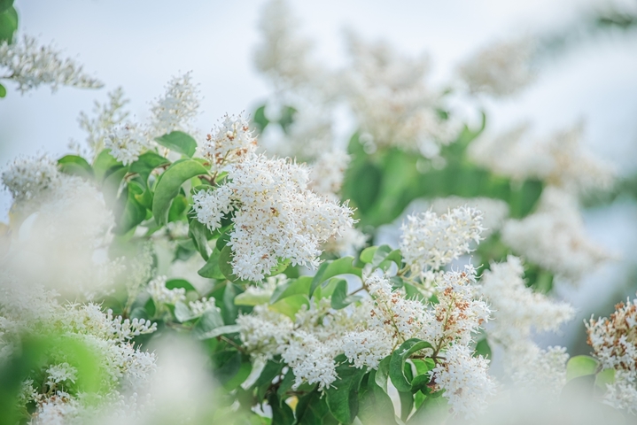 2026年3月24日，江西赣州，于都县滨江公园小蜡花开美如雪。小蜡，是木樨科女贞属植物，常作为行道树和园林景观树。日前，在于都县滨江公园，一株株小蜡树的花竞相绽放，盛开的花密密匝匝，花色洁白犹如雪压枝头，馥郁的清香沁人心脾，美不胜收。