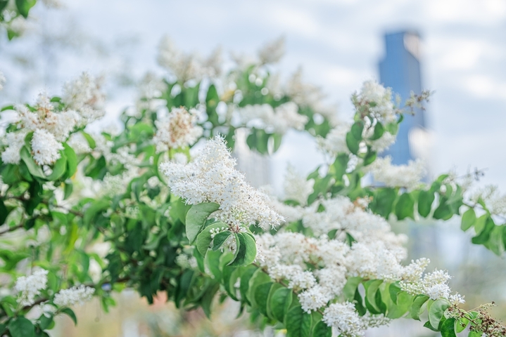 2026年3月24日，江西赣州，于都县滨江公园小蜡花开美如雪。小蜡，是木樨科女贞属植物，常作为行道树和园林景观树。日前，在于都县滨江公园，一株株小蜡树的花竞相绽放，盛开的花密密匝匝，花色洁白犹如雪压枝头，馥郁的清香沁人心脾，美不胜收。