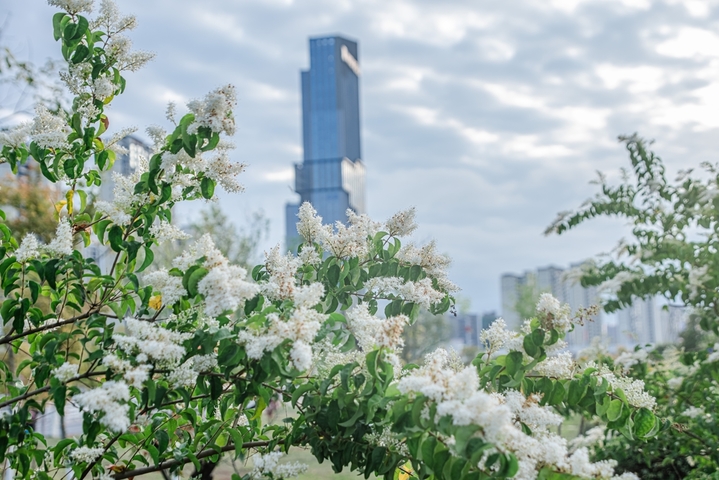2026年3月24日，江西赣州，于都县滨江公园小蜡花开美如雪。小蜡，是木樨科女贞属植物，常作为行道树和园林景观树。日前，在于都县滨江公园，一株株小蜡树的花竞相绽放，盛开的花密密匝匝，花色洁白犹如雪压枝头，馥郁的清香沁人心脾，美不胜收。