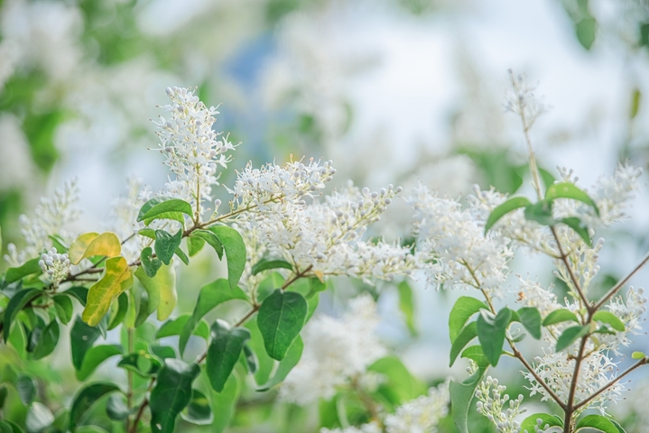 2026年3月24日，江西赣州，于都县滨江公园小蜡花开美如雪。小蜡，是木樨科女贞属植物，常作为行道树和园林景观树。日前，在于都县滨江公园，一株株小蜡树的花竞相绽放，盛开的花密密匝匝，花色洁白犹如雪压枝头，馥郁的清香沁人心脾，美不胜收。来源：黄杨军/IC photo