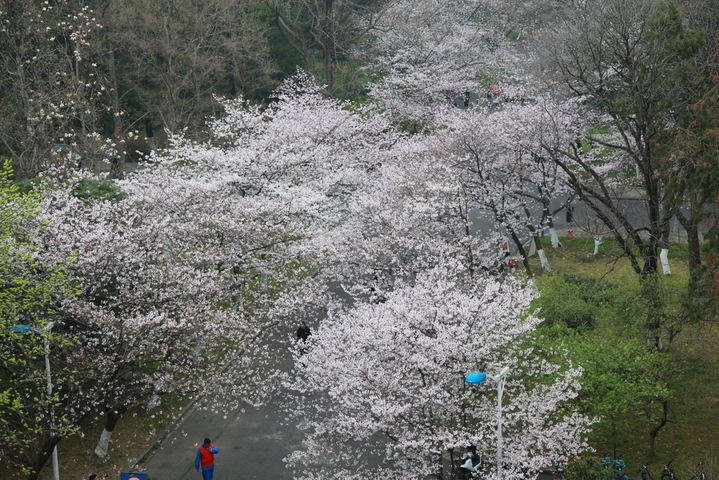 2026年3月24日，江苏省南京市，南京林业大学校园里樱花盛开，灿若云霞，吸引师生和市民赏花游玩。

