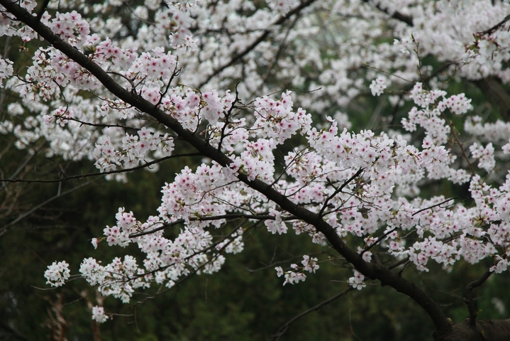 2026年3月24日，江苏省南京市，南京林业大学校园里樱花盛开，灿若云霞，吸引师生和市民赏花游玩。

