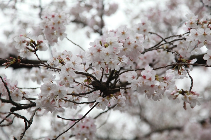 2026年3月24日，江苏省南京市，南京林业大学校园里樱花盛开，灿若云霞，吸引师生和市民赏花游玩。

