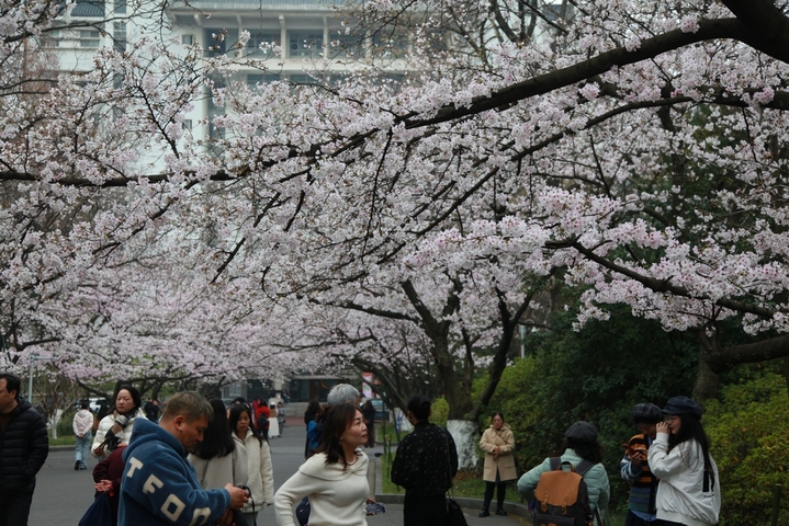 2026年3月24日，江苏省南京市，南京林业大学校园里樱花盛开，灿若云霞，吸引师生和市民赏花游玩。

