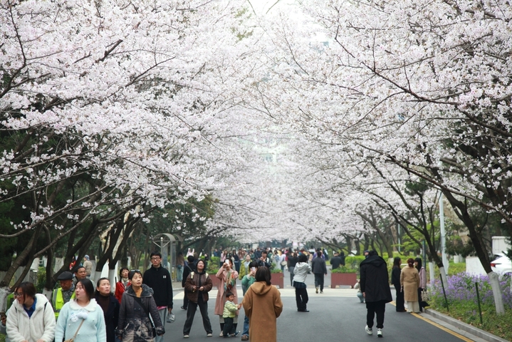 2026年3月24日，江苏省南京市，南京林业大学校园里樱花盛开，灿若云霞，吸引师生和市民赏花游玩。来源：IC photo


