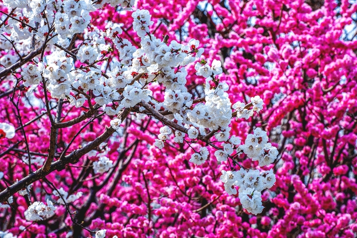 2026年3月25日，北京明城墙遗址公园繁花似锦。梅花、桃红、杏花、梨花交织成五彩斑斓的油画，游人穿梭其间，如在画中游。
