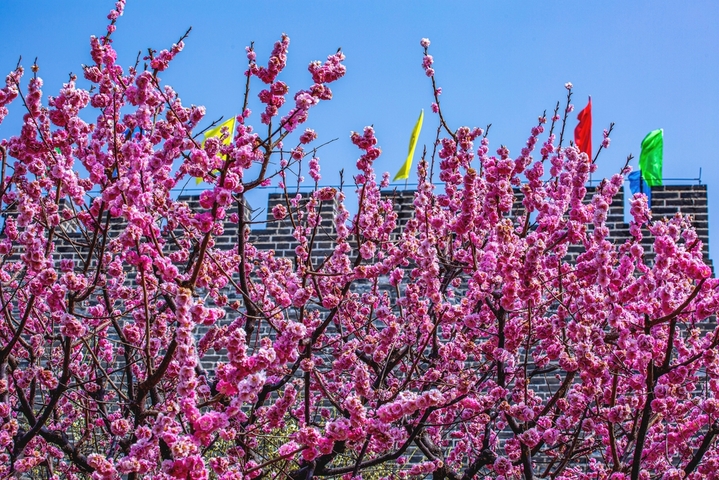 2026年3月25日，北京明城墙遗址公园繁花似锦。梅花、桃红、杏花、梨花交织成五彩斑斓的油画，游人穿梭其间，如在画中游。
