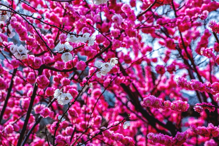 2026年3月25日，北京明城墙遗址公园繁花似锦。梅花、桃红、杏花、梨花交织成五彩斑斓的油画，游人穿梭其间，如在画中游。
